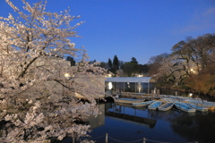 井の頭公園の夜桜