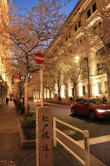 日本橋江戸桜通り