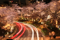 東京ミッドタウンの夜桜