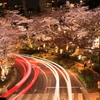 東京ミッドタウンの夜桜