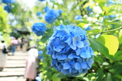 紫陽花