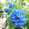 紫陽花