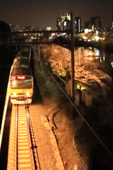 夜の外堀の桜並木を疾走する電車