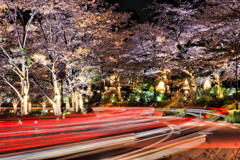 東京ミッドタウンの夜桜