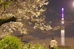 スカイツリーと夜桜