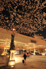 日本橋の桜