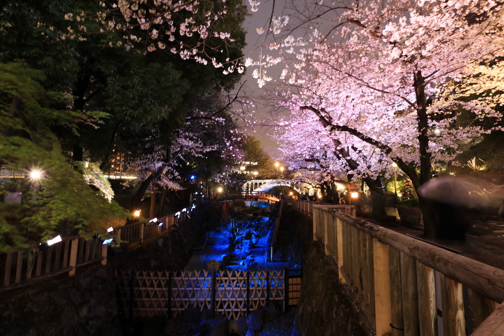 音無川の夜桜