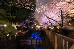 音無川の夜桜