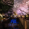 音無川の夜桜