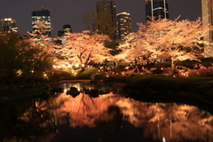 毛利庭園の夜桜