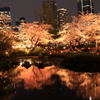 毛利庭園の夜桜