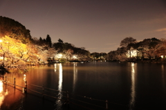 井の頭公園の夜桜