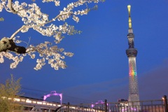 夜桜とスカイツリー
