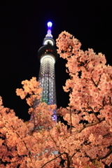 スカイツリーの桜