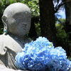 仏と紫陽花