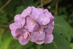 紫陽花