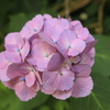 紫陽花