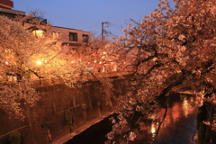 石神井川の夜桜