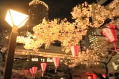 駅前の夜桜