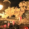 駅前の夜桜
