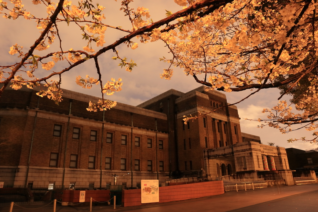 国立科学博物館と桜