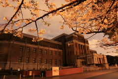 国立科学博物館と桜