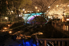 音無川の夜桜