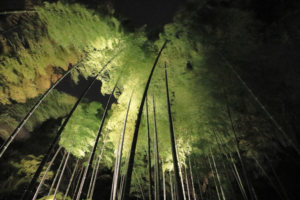夜の竹林