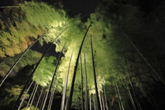 夜の竹林