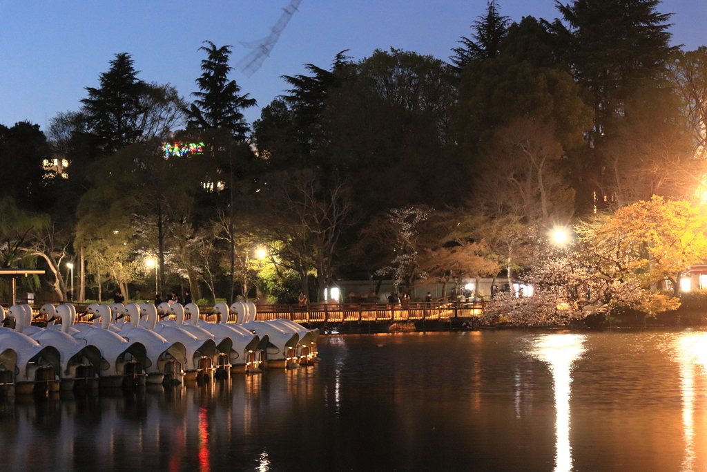 夜の井の頭公園