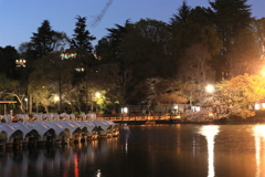 夜の井の頭公園