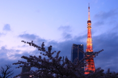 東京タワーの桜