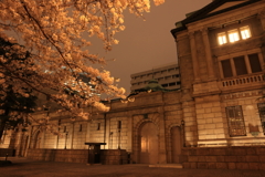 日銀の桜