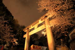 上野東照宮の桜