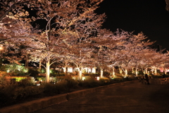 東京ミッドタウンの夜桜