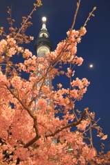 スカイツリーと河津桜