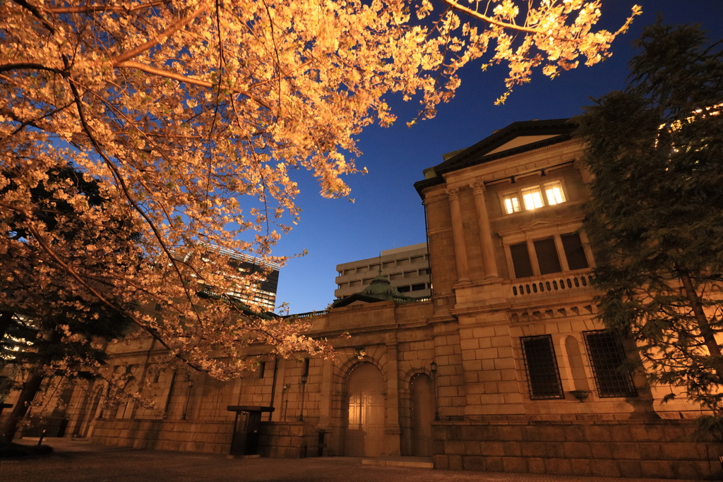 日銀の桜