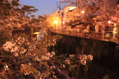 石神井川の夜桜