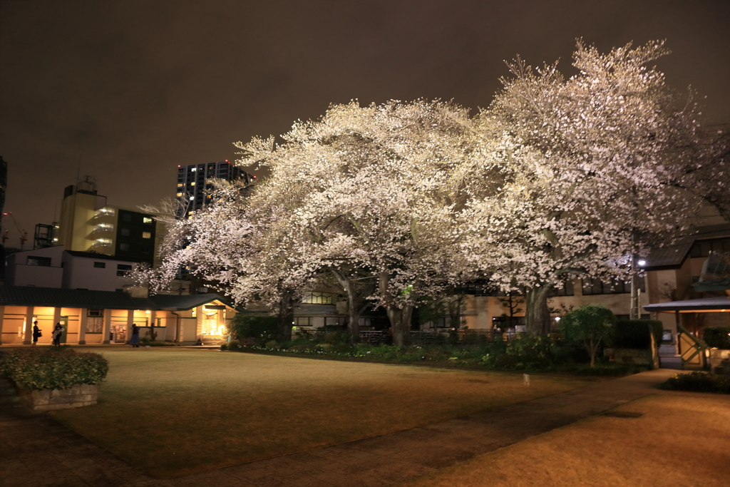 自由学園の桜