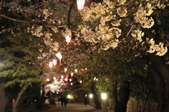 飛鳥山の夜桜