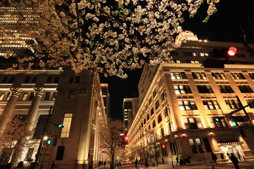日本橋　江戸桜通り