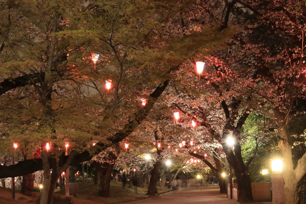 飛鳥山の夜桜