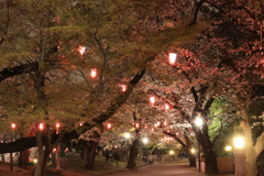 飛鳥山の夜桜