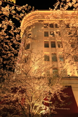 高島屋の桜