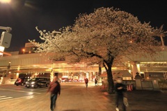 日本橋の桜