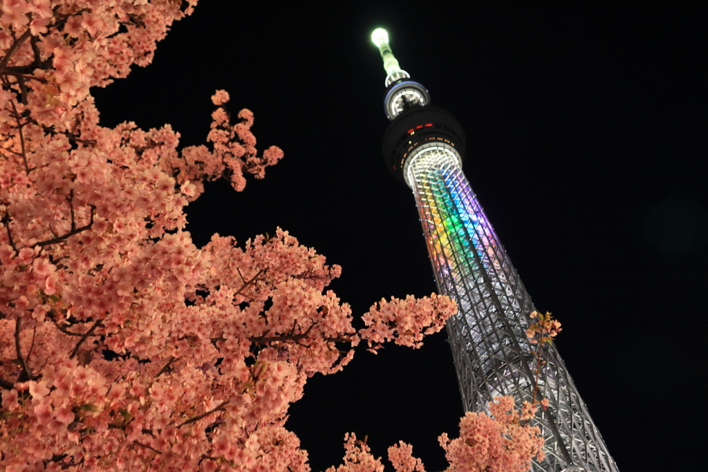 スカイツリーの桜