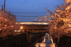 石神井川の夜桜