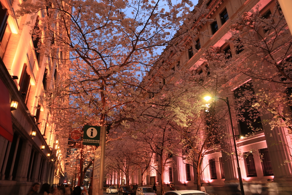 夜の桜並木