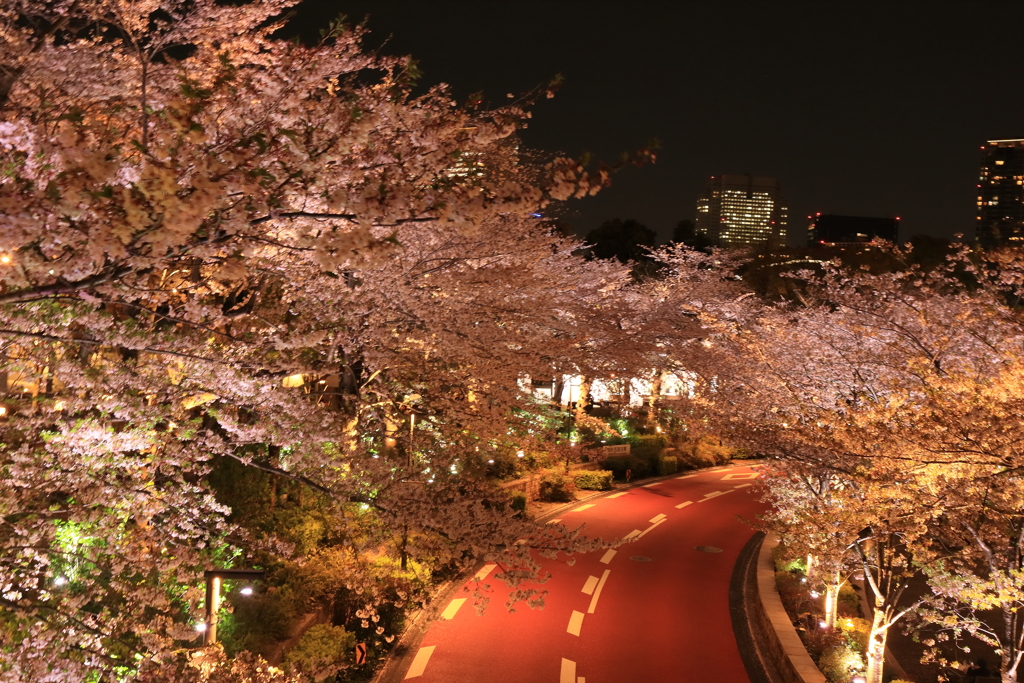 東京ミッドタウンの夜桜