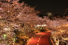 東京ミッドタウンの夜桜